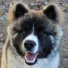 Baldo Akita R Conny